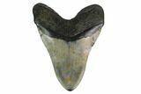 Fossil Megalodon Tooth - North Carolina #172589-2
